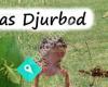 Annas Djurbod