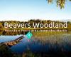 Beavers Woodland