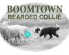 Boomtown Bearded Collie