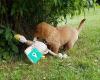 Bramblefields Gundogs