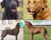 Chesapeake Bay Retriever puppies / valpar