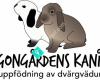 Dragongårdens kaniner