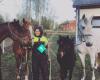 Friska Hästar i Södermanland