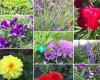 Garden Swedish/Thai สวนดอกไม้/ผลไม้/ผัก /Trädgård Blommor/Frukt/Grönsaker