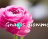 Gnarps blommor