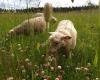 happy sheep