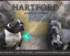 HARTFORD american bullies