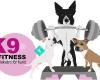 K9 Fitness- friskvård för hund