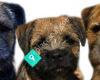 Kennel Hellas Borderterrier