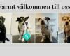 Landskrona Smådjursklinik Veterinärklinik