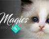 Lil'Magics Ragdoll