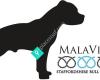 Malavita Staffordshire Bull Terriers