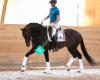 MedinDressage