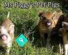 Ms Piggy's Pet Pigs - Minigrisar