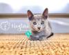 Neytiri  Russian Blue Cattery