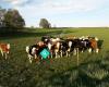 Nöbbelövs ekologiska gårdsmjölk
