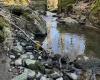 Ormo