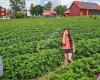 Råsta Bär Jordgubbar självplockning