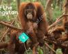 Save the Orangutan-Sverige