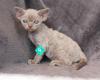 Sevontex Devon rex