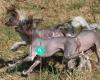 Shi Huangdis Chinese Crested dogs