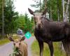 Smålandet Markaryds älgsafari