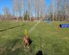 Solgläntans Hundcenter