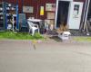 Stall Nergårdens Loppis