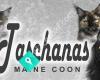 Taschanas Maine coon