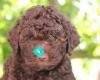 Updates Lagotto