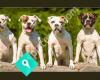 Verantinos American Bulldogs