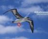Albatrossen Ettervernsenter