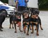 Albeldas Rottweilers