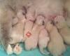 Amasing Star's Ragdoll kittens