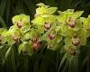 Cathrines Cymbidium