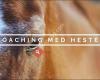 Coaching med hester