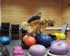 FitDogs