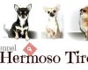 Hermoso Tiro Chihuahuas