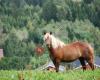 Hest som næring i Drammensregionen