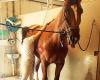 Hesteterapeut Karoline Herleiksplass