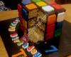 Kakemoro-Fun cakes