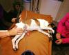Kay's Hundespa & Massasjeterapi