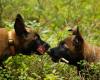 Kennel Bergsprekken - Malinois