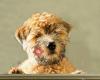 Knauslia Kennel Oppdrett av Irish Softcoated Wheaten Terrier