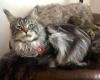 NO Actress maine coon