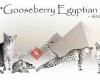 NO Gooseberry Egyptian Mau