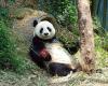 Panda sport