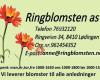 Ringblomsten As, Lødingen