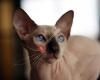 Riverdale's Peterbald Cattery