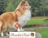 Scarlet-Red Shelties